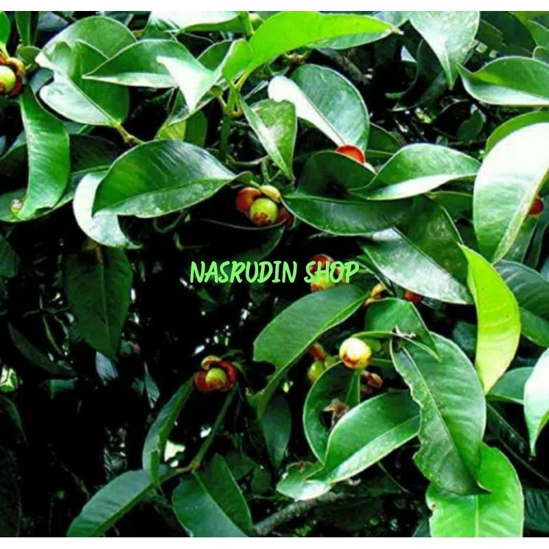 

DAUN MANGGIS SEGAR LANGSUNG PETIK