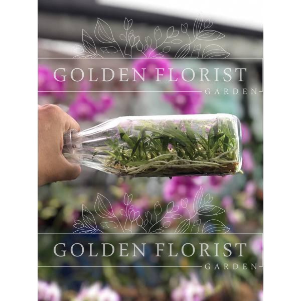 BIBIT ANGGREK BOTOL DENDROBIUM - BIBIT ANGGREK MURAH - ANGGREK DENDROBIUM SIAP AKLIM