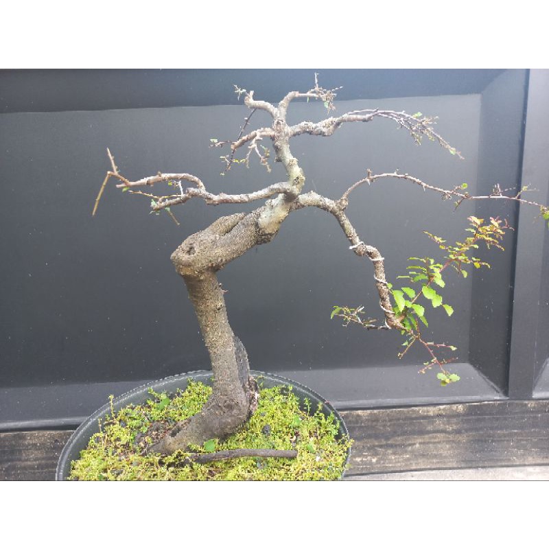 mustam, semi cascade