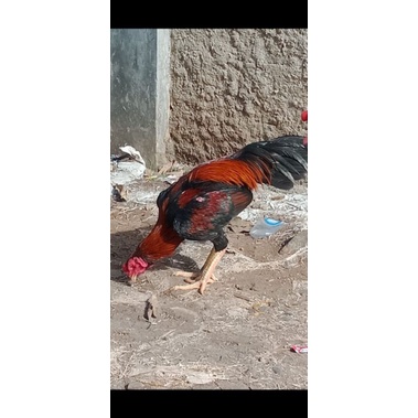 Anak Ayam Bangkok Berkualitas pukul keras