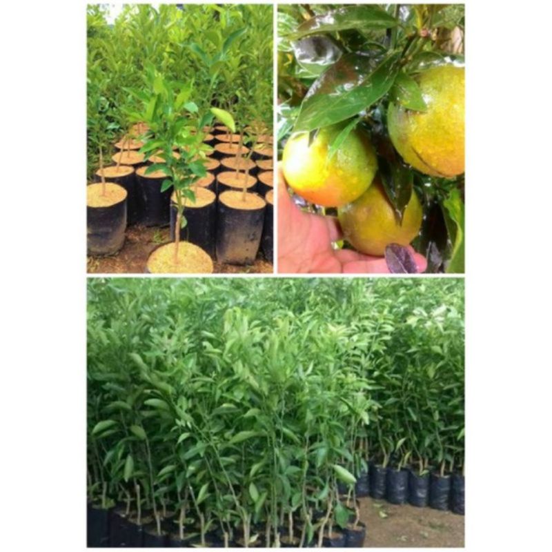 bibit jeruk bw