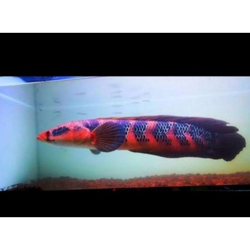 chana super red barito merah merona 8cm