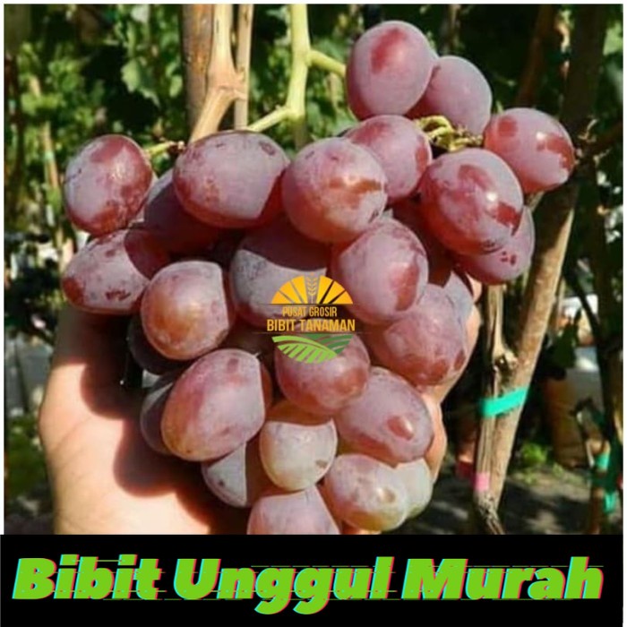 Bibit anggur import count of monte cristo Grafting Siap