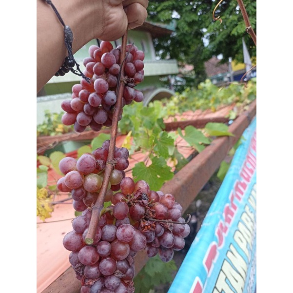 bibit anggur import jupiter tinggi -+30cm, sudahh siap tanam