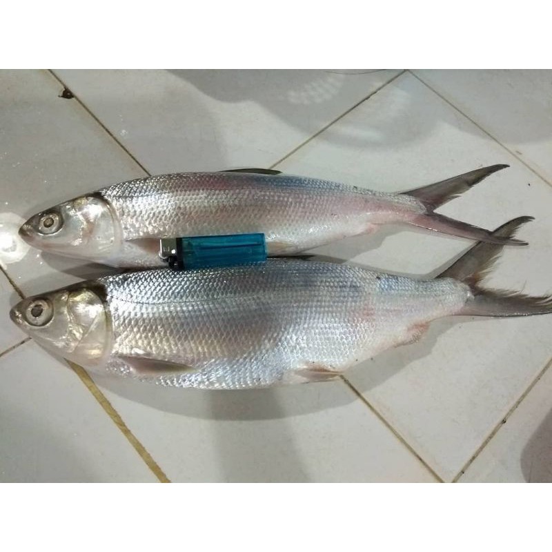 

Ikan Bandeng Fresh 1kg isi 1-2 Ekor
