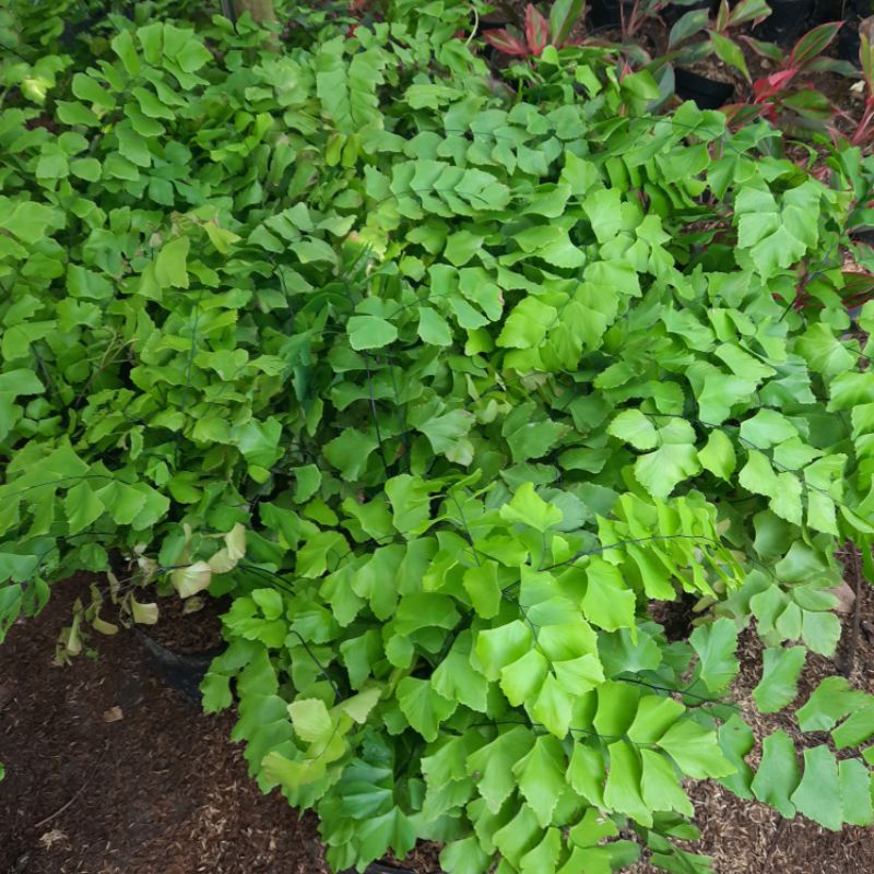 {BISA COD} tanaman suplir dollar suplir daun besar suplir gajah suplir jumbo suplir adiantum peruvia