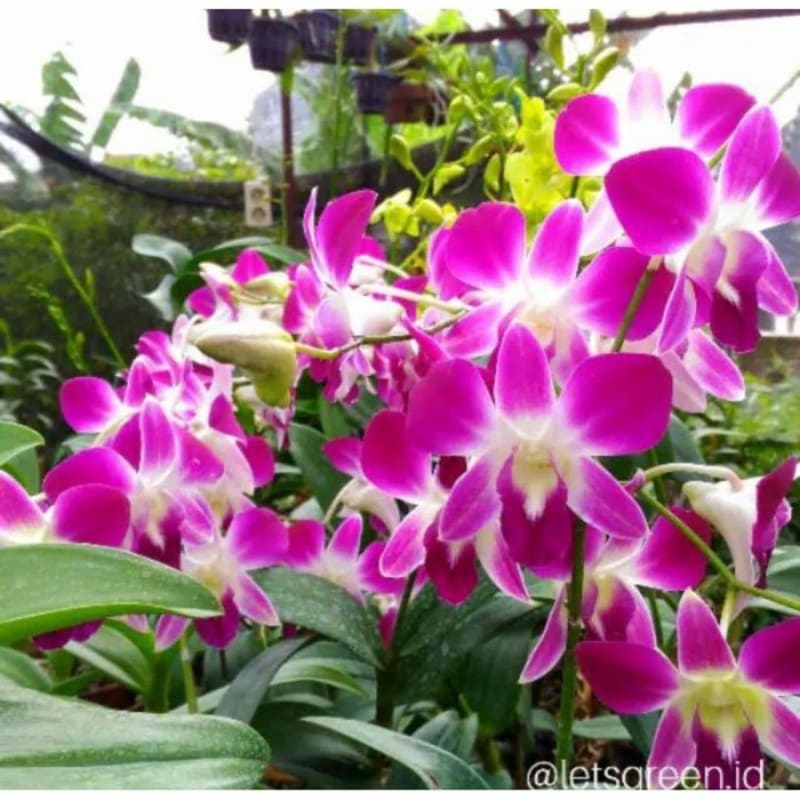 Seedling Anggrek Dendrobium Hybrid Purple Exotic White - Tanaman Hias