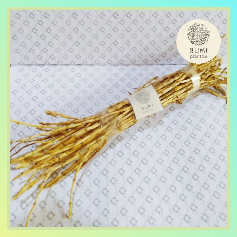 

Rempah Akar Alang-Alang Per Ikat 40 gram