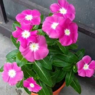 Bunga / Bibit Vinca ROSEA SOLAR FRESH RED Cap Panah Merah ...