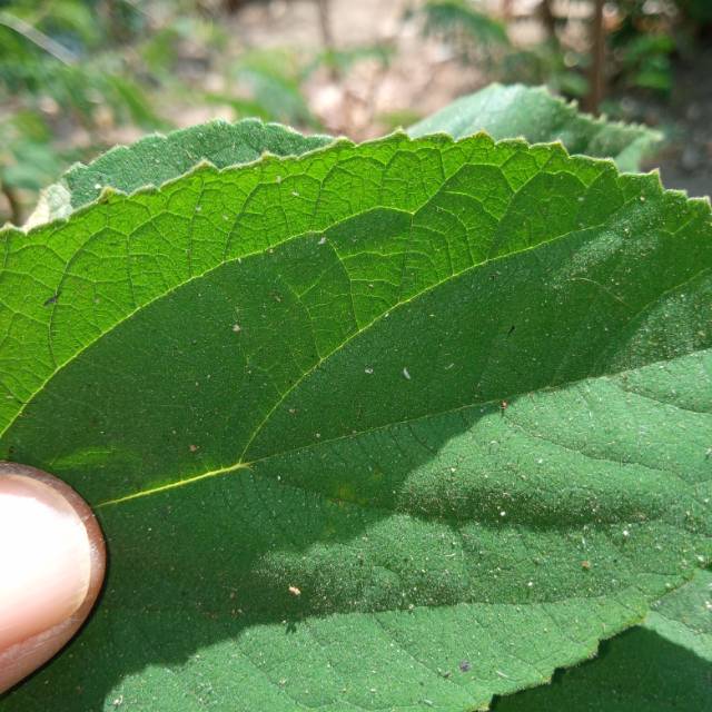 

500 gram Daun talok ( daun kersen )