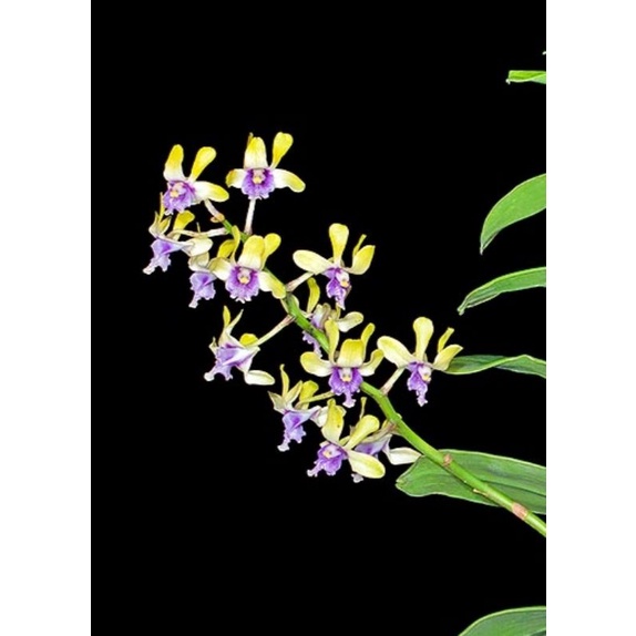 dendrobium violaceoflavens atau anggrek besi papua