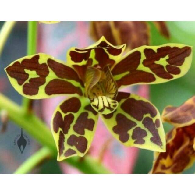 Grammatophyllum Scriptum - Thailand