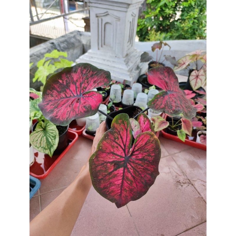 Bonggol KELADI AC ANTANU CALADIUM