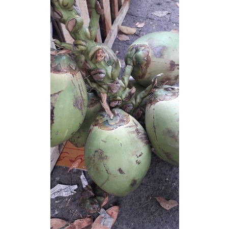 

kelapa muda ijo 1,biji
