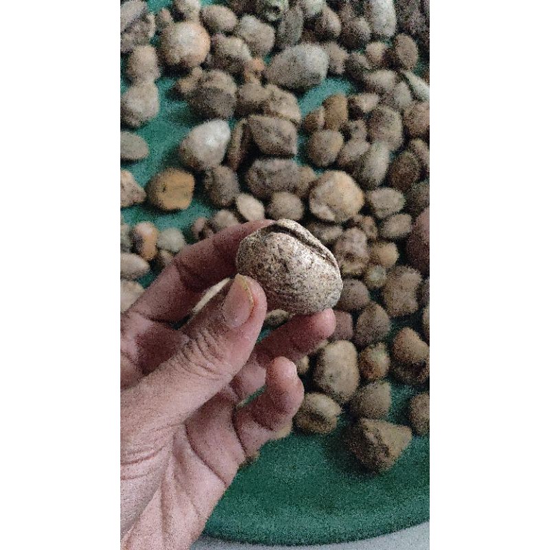 Batu fosil kijing bungkam