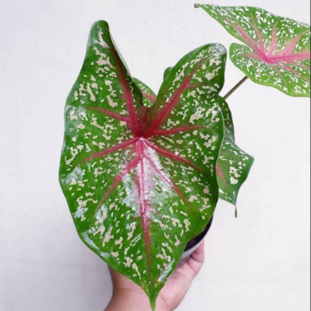 keladi Talas kembang merah