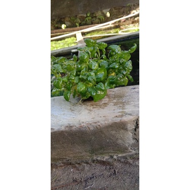 Angguran media wabikusa tanaman hias aquascape