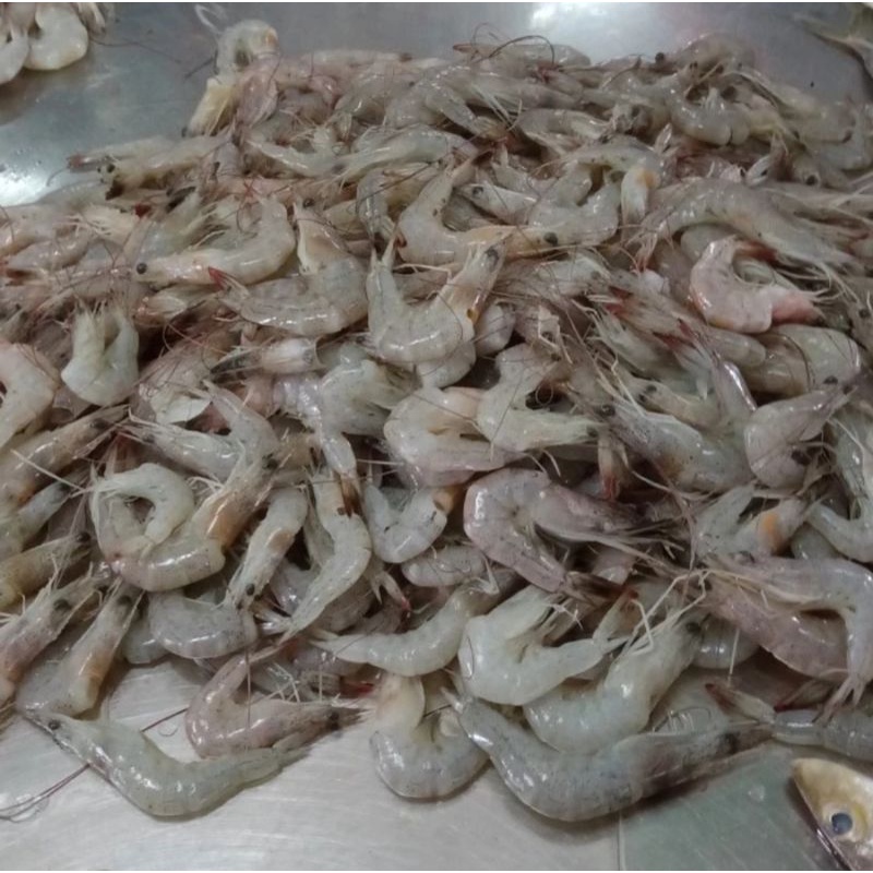 

Udang peci tanggung segar 500gr