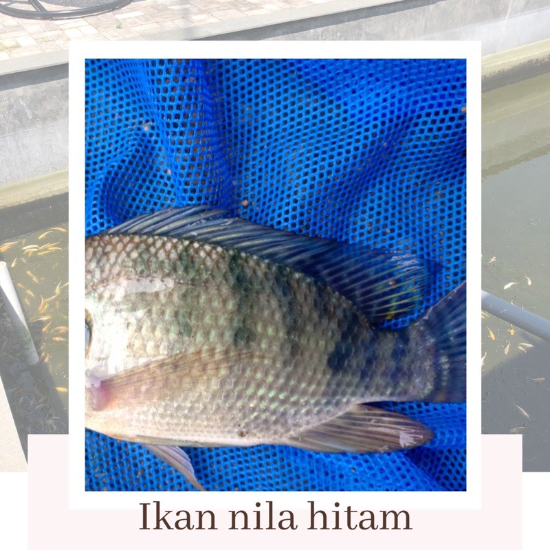 

IKAN NILA HITAM KILOAN