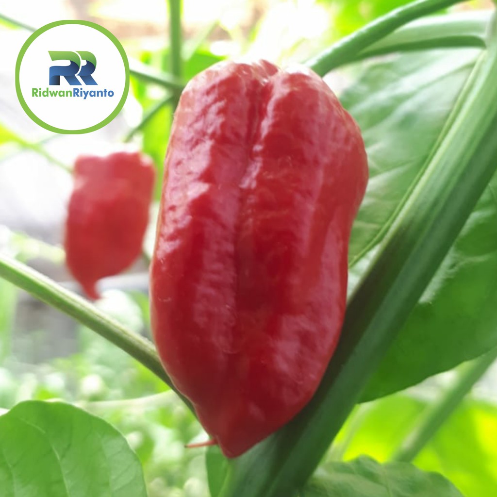 BIJI Benih Cabai FATALI JIG SAW Chilli Pepper Chili ini BIJI Benih bukan BUAH CABE nya