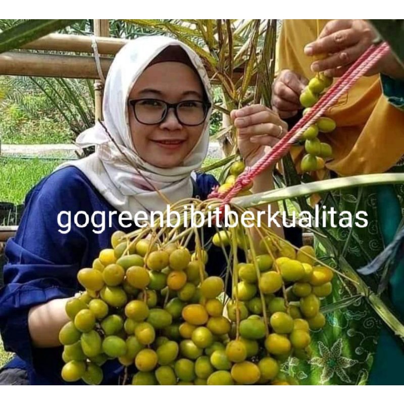 Bibit tanaman buah kurma kurma tropis