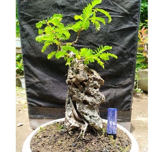 bahan bonsai asem jawa on the rock cakep realpict