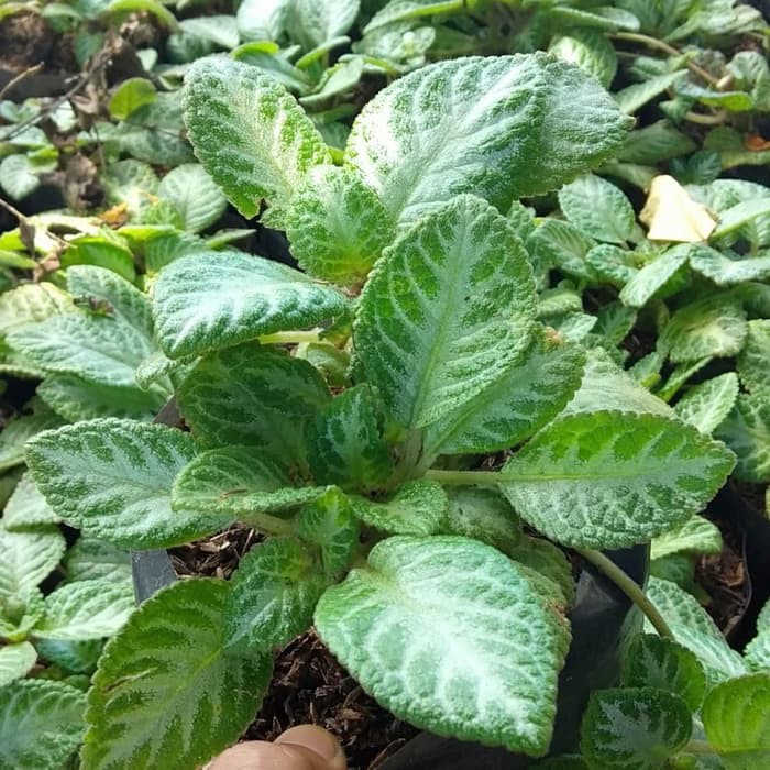 Tanaman Hias Gantun Episcia Cupreata Hijau Silver Beludru