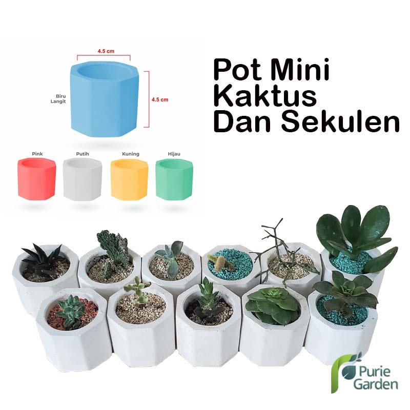 Paket Pot Mini Kaktus Sukulen dan Media Tanam PG KDR