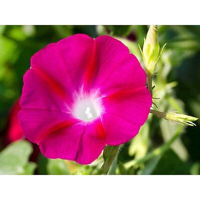 Benih-Bibit Bunga Morning Glory Scarlet O'hara (Haira Seed)