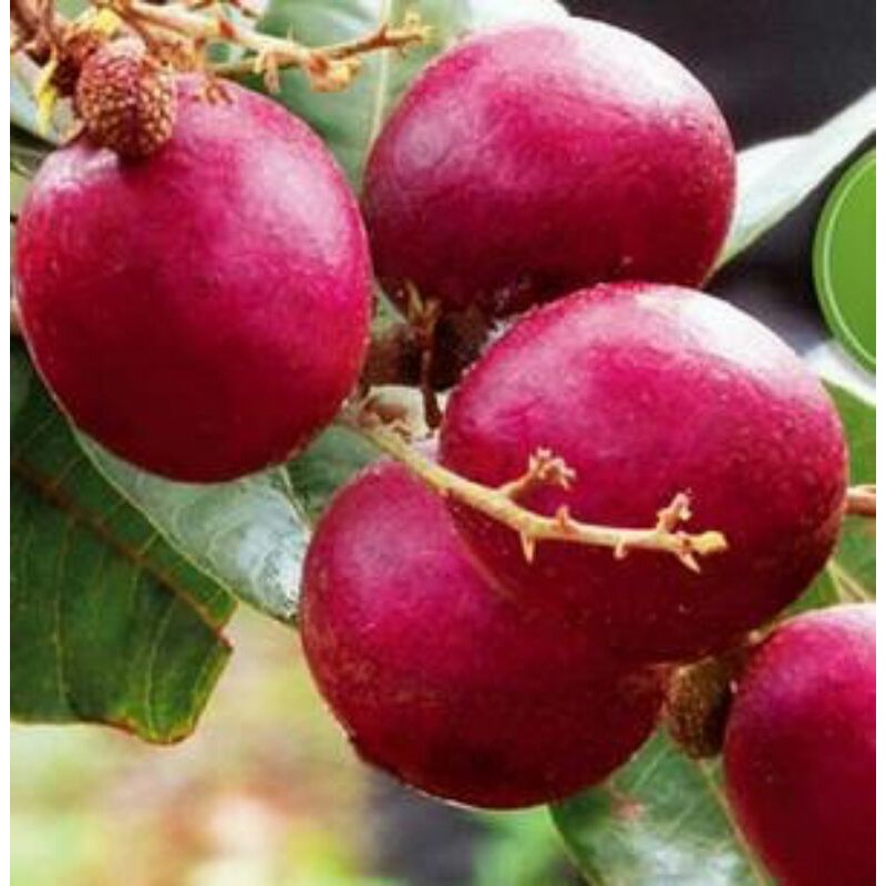 (Berbuah /Berbunga ) TANAMAN KELENGKENG merah BERBUNGA HASIL OKULASI bibit kelengkeng merah berbunga