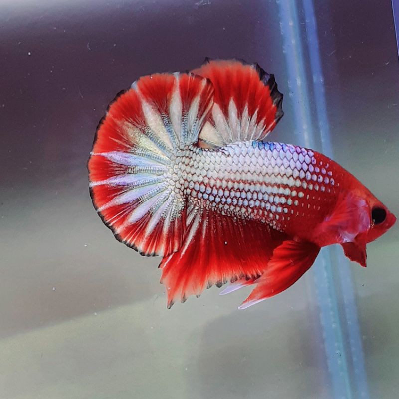 FCCP READHEAD STARTAIL