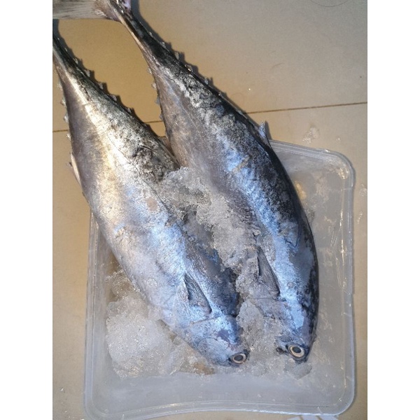 

ikan tongkol basah super