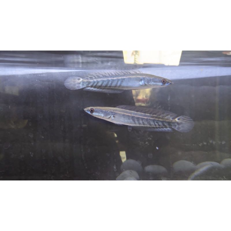 Channa Maru Red Barito 8-9cm