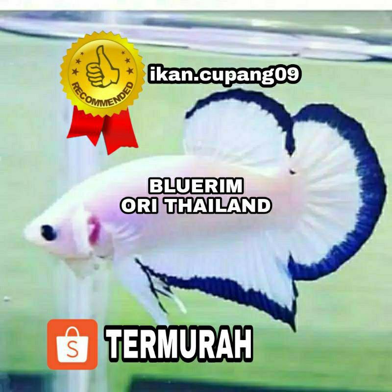 CUPANG BLUE RIM LINE THAILAND BEST SELLER