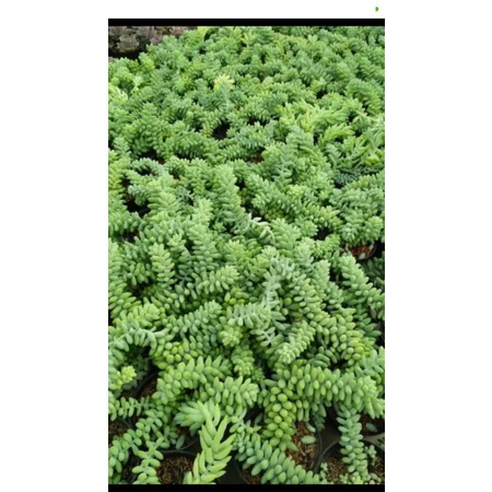 tanaman hias suculent air mata bunda