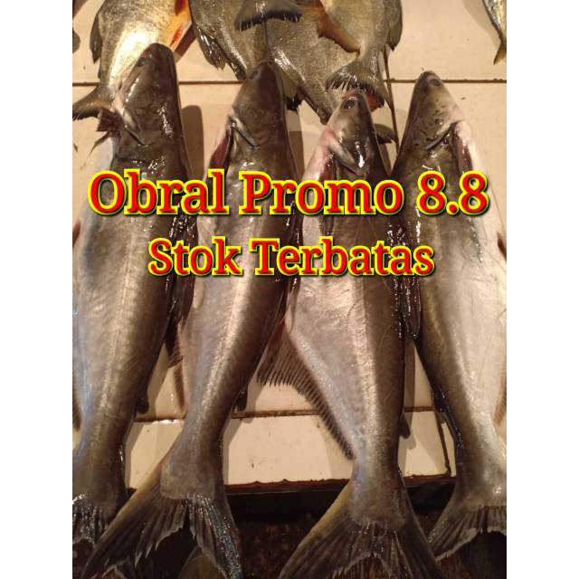 

Ikan patin segar