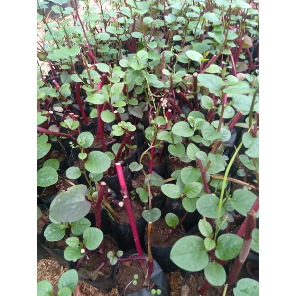 tanaman herbal BİNAHONG