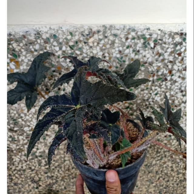 Begonia bintang hitam