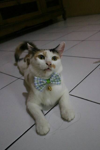 Dasi kupu-kupu lucu / baju kucing / bowtie kucing / dasi kucing