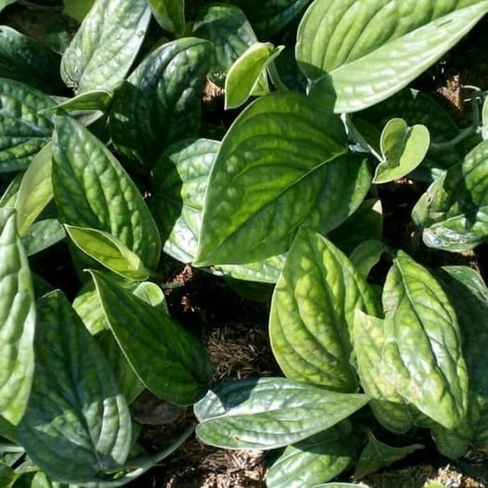 PROMOO MURAH  tanaman hias gantung sirih badak - sirih kebo