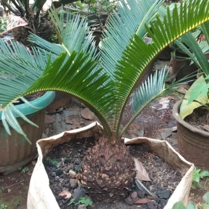 Tanaman Hias Indoor Palm Sikas mini