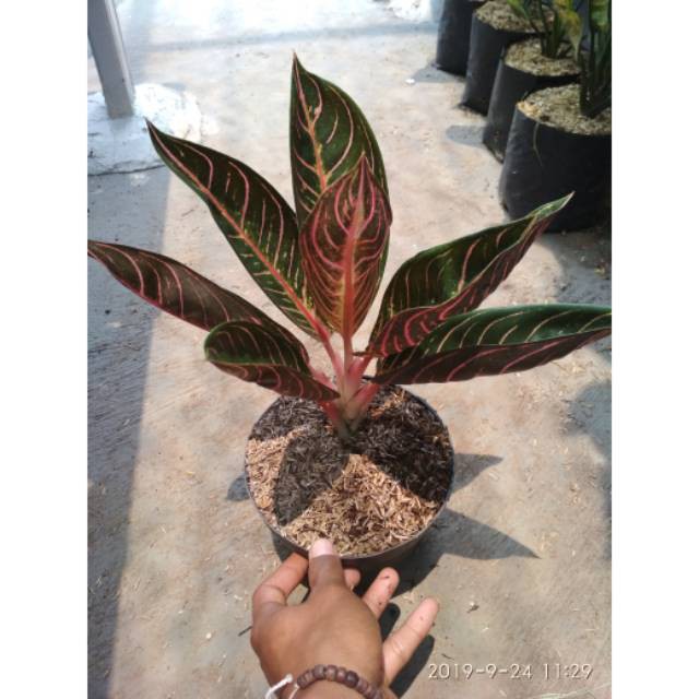 Tanaman hias pohon AGLONEMA RED SUMATRA