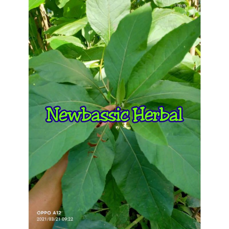 

daun sambung nyawa fresh 500g alami herbal