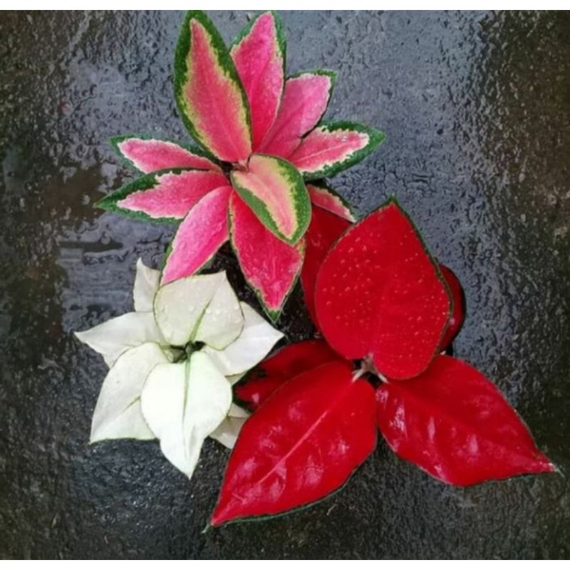 paket 3 jenis bunga aglonema (suksom jaipong,super white,red cherry)