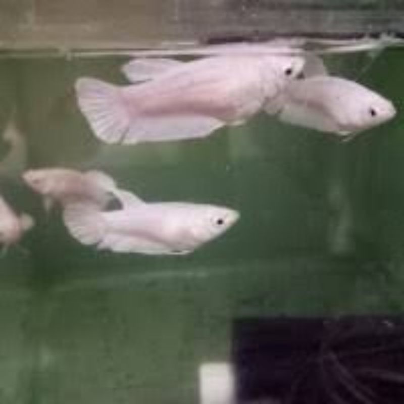 CUPANG WHITE PLATINUM BETINA PERAWAN