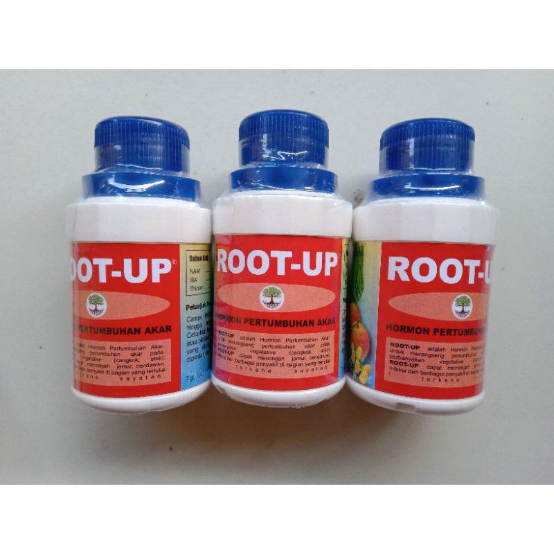 Root Up | Prangsang Akar