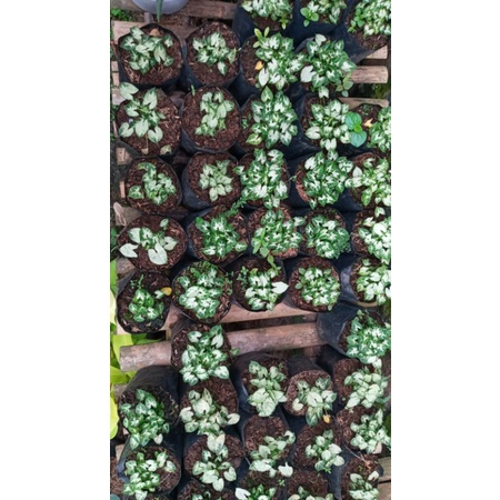 sygonium mini