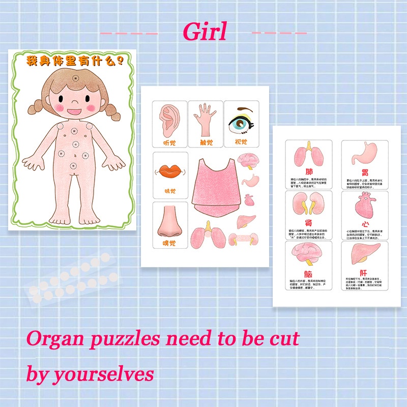 Puzzle Anak Model Organ Tubuh Manusia Anak Ipa Alat Mengajar Edukasi Belajar Dini