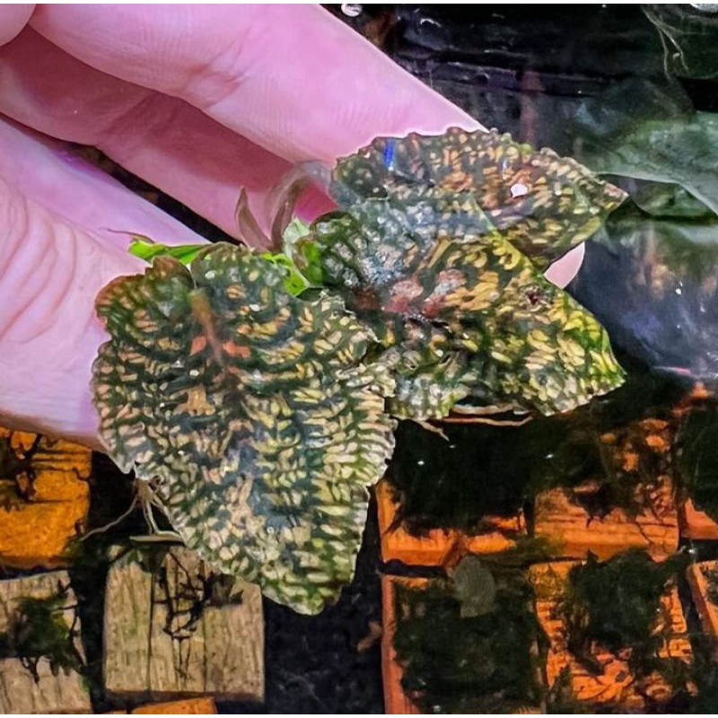 Cryptocoryne striolata 5 pcs