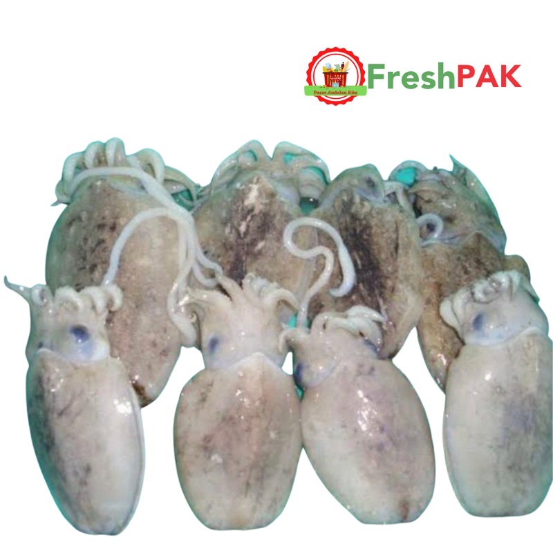

FreshPAK - Cumi / Sotong Balakutak Segar 500gr
